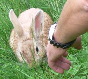 Alter Hase