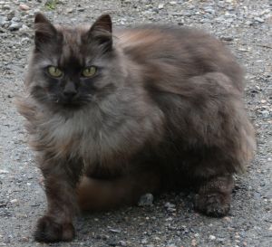 Plüschkatze