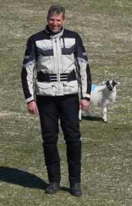 zwei Schafe